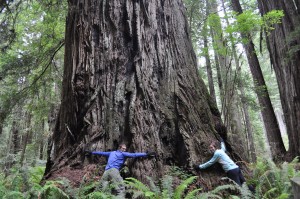 Typical tree-hugging shot.