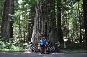 Yes... that's a big tree.