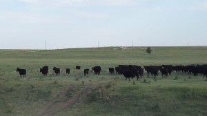 Plains with cows!