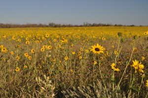 Plains with flowers!