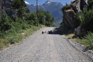 Bumpy gravel roads like this one in Chile didn't exactly help our bikes! (And those are goats just down the way, in case you're wondering.)