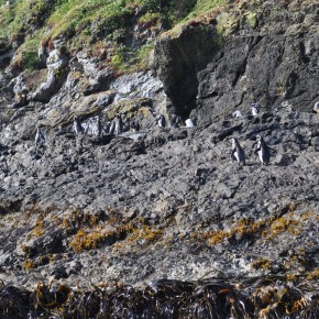 Seeing the Penguins (1/12/12) Seeing the Penguins (1/12/12)